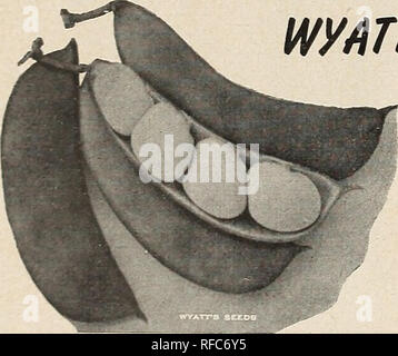 . [Katalog]: Frühjahr 1956. Baumschulen (Gartenbau) North Carolina Raleigh Kataloge; Baumschulen North Carolina Raleigh Kataloge; Samen North Carolina Raleigh Kataloge, Leuchtmittel (Pflanzen) North Carolina Raleigh Kataloge; Gemüse North Carolina Raleigh Kataloge; Gartenarbeit Nort. 107 Bohnen, Kentucky Wunder WVATMUARLES POLE LIMA ODER BUTTER BOHNEN. 85 Bohnen, verbesserte Pole Lima. Bitte beachten Sie, dass diese Bilder sind von der gescannten Seite Bilder, die digital für die Lesbarkeit verbessert haben mögen - Färbung und Aussehen dieser Abbildungen können nicht perfekt dem Original ähneln. extrahiert. Wyat Stockfoto