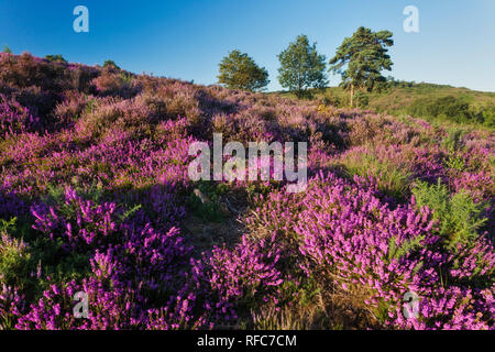 Glockenheide (Erica cinerea) in voller Blüte auf Tiefland Heide, Caesar's Camp, Aldershot, Hampshire, England, Großbritannien Stockfoto