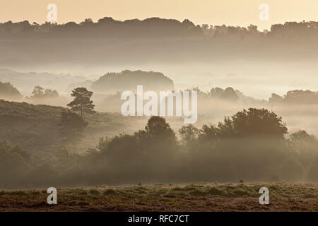 Blick über New Forest Tiefland Heide bei Fritham Kreuz in der Morgendämmerung, New Forest National Park, Hampshire, England, Großbritannien Stockfoto