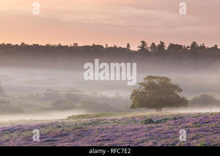 Eiche (Quercus robur), New Forest National Park, Hampshire, England, Großbritannien Stockfoto