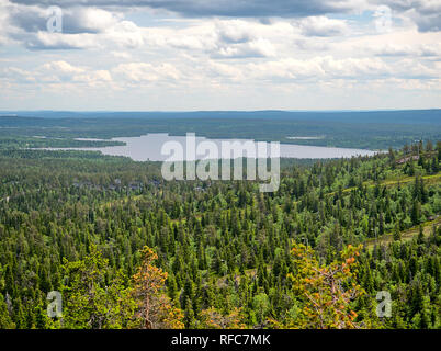 Sommer Wald Blick auf Rukatunturi, fiel und ein Skigebiet in Kuusamo - Finnland. Friedliche immergrünen Bäumen im idyllischen und grünen Natur Landschaft von Stockfoto