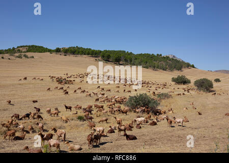 Andalusische Herde von Blanca Celtibèrica Ziege im Cabo de Gata-Níjar, Almería, Andalusien, Spanien, Europa Stockfoto