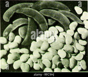 Blattsenf Florida Florida Broadleaf 50 Samen Seeds Gemusesamen Saatgut Kadantanews Com