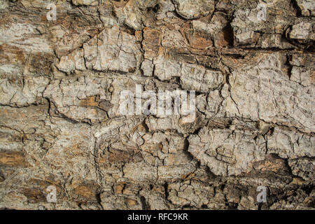 Holz Textur, natürlichen Hintergrund, abstrakt, alten Baum Stockfoto