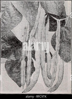 . [Katalog]. Baumschulen (Gartenbau) Tennessee Memphis Kataloge; Baumschulen Tennessee Memphis Kataloge; Blumen Tennessee Memphis Tennessee Memphis Kataloge; Gemüse; Früchte Tennessee Memphis Kataloge Kataloge; Gartenarbeit Tennessee Memphis Ausrüstung und-Support. Die McCaslan McCaslan Pole ist Pole snap Bohne, und sollten in jedem Garten gepflanzt werden, da sie sehr fruchtbar ist, mit großen Größe Hülsen, die perfekt füllen, und in "Snap" Phase sind tief in der Farbe grün, fleischig, Fadenlos und der köstliche Geschmack. Reben wird in der gesamten Saison tragen, wenn Gehalten eng abgeholt. Wenn Reifen erlaubt Stockfoto