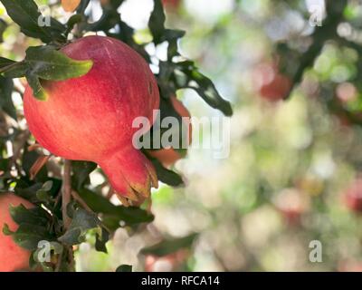 Rote Granatapfel Obst in der Nähe grün Laves im Hintergrund. Rosch Haschanah traditionelles Essen jüdischen Neujahr Stockfoto