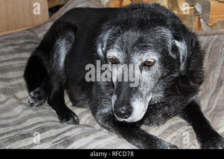 Ein alter Hund sitzt auf einem gestreiften matt. Stockfoto