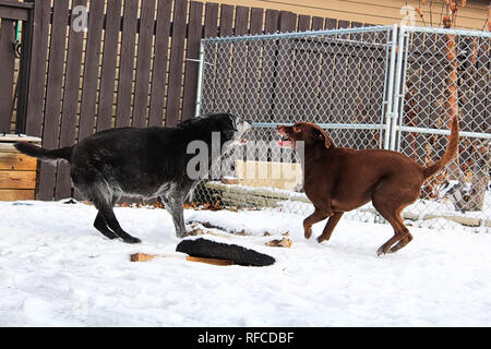 Zwei Hunde in einem Hinterhof kämpfen im Winter. Stockfoto