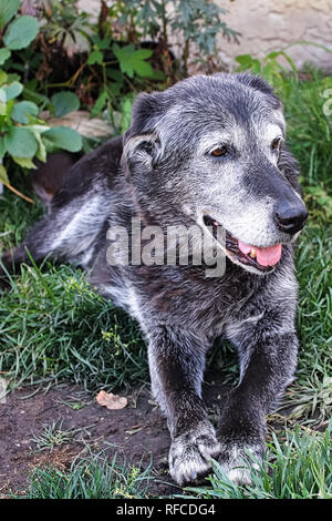 Ein alter Hund sitzt im Gras und schaut sich um. Stockfoto