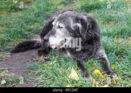 Ein alter Hund sitzt im Gras und schaut sich um. Stockfoto