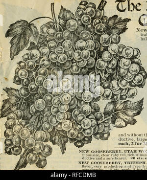 . Neue florale Guide: 1900. Baumschulen Pennsylvania West Grove Kataloge; Pflanzen Zierpflanzen Kataloge, Leuchtmittel (Pflanzen); Rosen Saatgut Kataloge Kataloge Kataloge; Blumen; Obst Kataloge. Gekürzte FLORAL GUIDE - Frühling, 190 O. Zhc Beste 1 Wev Korinthen Neue pomona Johannisbeere - Unsere illus- Zeigt die Pomona nur eine Hälfte natürliche Größe; es ist die Schönste und am Besten von allen Johannisbeeren. Wenn für den inzwischen mehr als 400 $ pro Acre für mehrere Jahre erbracht. Starke Pflanzen, 15 cts. Pro, 2 für 25 cts.; $ 1,35 pro Dutzend, Postpaid. Fay's Prolific Johannisbeere - die größte und eine der besten und produktivsten rot Curra Stockfoto