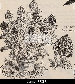 . Neuheiten und Spezialitäten für 1897. Baumschulen Illinois Chicago Kataloge; Samen Sorten Kataloge; Blumen Samen Kataloge; Lampen; Blühende Sträucher Pflanzen Kataloge Kataloge. . Bitte beachten Sie, dass diese Bilder sind von der gescannten Seite Bilder, die digital für die Lesbarkeit verbessert haben mögen - Färbung und Aussehen dieser Abbildungen können nicht perfekt dem Original ähneln. extrahiert. W. W. Barnard &Amp; Co; Henry G. Gilbert Baumschule und Saatgut Handel Katalog Kollektion. Chicago, Illinois: W. W. Barnard &Amp; Co. Stockfoto