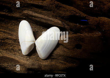 Coquina Schalen angezeigt auf ein Stück Treibholz. Stockfoto