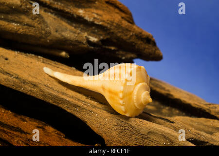 Wellhornschnecken Shell angezeigt auf einem Stück Treibholz, die beide in den Golf von Mexiko in Gulf Shores, Alabama gefunden. Stockfoto