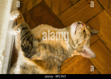Verspielte Katze liegend auf Holzboden. Adorable Kurzhaar tabby Kitten Stockfoto