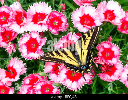 Tiger swallowtail butterfly Papilionidae - Western tiger Swallowtail mit Flügel, Fütterung rosa dianthus Blumen Stockfoto