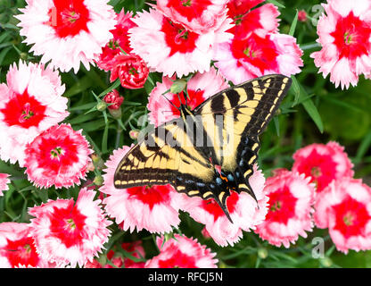 Tiger swallowtail butterfly Papilionidae - Western tiger Swallowtail mit Flügel, Fütterung rosa dianthus Blumen Stockfoto