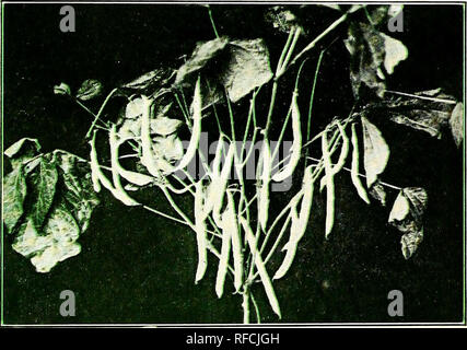 . Katalog 1944: Magnolia Samen sind gut Samen.. Samen Kataloge Kataloge; Gemüse; Blumen; Pflanzen Kataloge Kataloge; Gartengeräte und Zubehör Kataloge. H-O. B. fl Grün, 3 bis 4 Bohnen. Saatgut klein, weiss und flach. Ausgiebig von Scannern sowie für Haus und Markt genutzt.-Pkt. 10 c-Vz Lb. 25 c-Postpaid. Baby Kartoffel Lima - Abbildung zeigt drei Limas bei Fälligkeit Etappe der Henderson Bush gepflanzt, die alle das gleiche Datum. Henderson Bush ma erreicht - entfie' len. Baby Kartoffel produziert eine kleine Pflanze, die kompakte, dicke. Hülsen sind ungefähr zwei Drittel so gross wie Henderson und Bohnen, beim Essen st Stockfoto