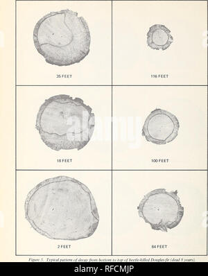. Die Verschlechterung der Käfer getötet Douglas-fir In westlichen Oregon und Washington. . 8. Bitte beachten Sie, dass diese Bilder sind von der gescannten Seite Bilder, die digital für die Lesbarkeit verbessert haben mögen - Färbung und Aussehen dieser Abbildungen können nicht perfekt dem Original ähneln. extrahiert. Wright, Kenneth H; Harvey, G. M. (George Mather), 1922. Portland, OR. : Pacific Northwest Wald und Experiment Station, Forest Service, US, Abt. Landwirtschaft Stockfoto