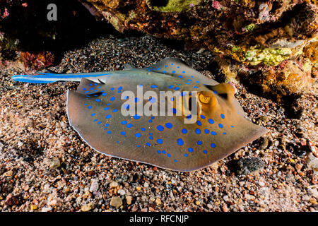 Blue Spotted Stingray auf dem Meeresboden im Roten Meer Stockfoto