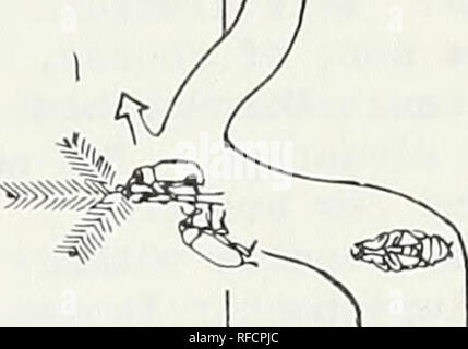 . Aktuelle Themen in waldentomologie: Ausgewählte Vorträge aus dem XV. Internationalen Kongress der Entomologie, Washington, D.C., 1976. Wald Insekten Kongresse. . Bitte beachten Sie, dass diese Bilder sind von der gescannten Seite Bilder, die digital für die Lesbarkeit verbessert haben mögen - Färbung und Aussehen dieser Abbildungen können nicht perfekt dem Original ähneln. extrahiert. Internationalen Kongresses der Entomologie (15.: 1976: Washington, D.C.). Washington: United States Abt. Landwirtschaft, Forest Service Stockfoto