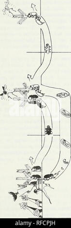 . Aktuelle Themen in waldentomologie: Ausgewählte Vorträge aus dem XV. Internationalen Kongress der Entomologie, Washington, D.C., 1976. Wald Insekten Kongresse. . Bitte beachten Sie, dass diese Bilder sind von der gescannten Seite Bilder, die digital für die Lesbarkeit verbessert haben mögen - Färbung und Aussehen dieser Abbildungen können nicht perfekt dem Original ähneln. extrahiert. Internationalen Kongresses der Entomologie (15.: 1976: Washington, D.C.). Washington: United States Abt. Landwirtschaft, Forest Service Stockfoto