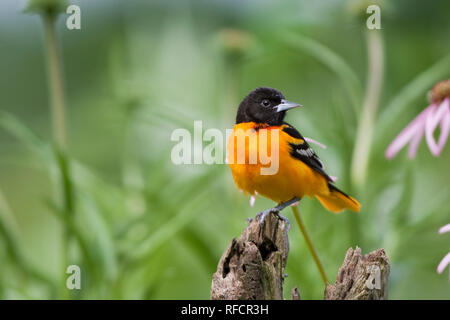 01611-08616 Baltimore Oriole (Icterus galbula) männlichen auf zaunpfosten im Blumengarten, Marion Co., IL Stockfoto