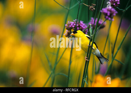 01640-122.09 amerikanischen Stieglitz (Carduelis Tristis) männlichen auf brasilianischen Eisenkraut (Verbena Bonariensis) im Garten Marion Co.IL Stockfoto