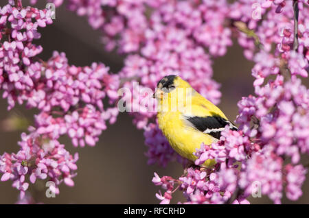 01640-142.03 amerikanischen Stieglitz (Carduelis Tristis) männlich in Ost Redbud Baum (Cercis canadensis) Marion Co.IL Stockfoto