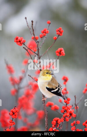 01640-155.13 amerikanischen Stieglitz (Carduelis Tristis) in gemeinsamen Winterberry (Ilex verticillata) im Winter, Marion Co.IL Stockfoto