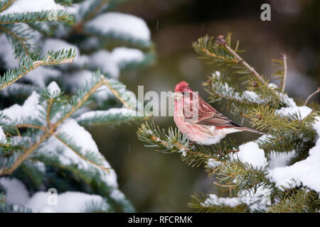 01644-00415 Purple Finch (Carpodacus purpureus) männlich im Baum im Winter Fichte, Marion Co., IL Stockfoto