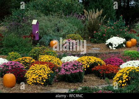 63821-12819 Herbst Garten - Chrysanthemen, Kürbisse, Schmetterlingshaus, Japanisch Blut Gras, Lantana & Mexikanische Salbei Marion Co.IL Stockfoto