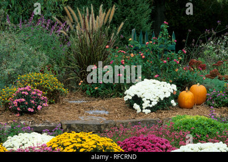 63821-12910 Herbst Garten - Chrysanthemen, Kürbisse, mexikanische Salbei, Japanische Blut Gräser, Sedum Herbst Freude & Lantana Marion Co.IL Stockfoto