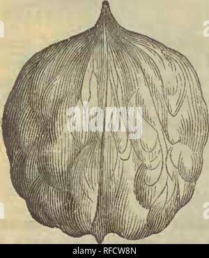 . Frühjahr 1898: Pomona Baumschulen Parrys'. Baumschule Aktienkurse New Jersey; Baumschulen (Gartenbau) New Jersey Kataloge; Obstbäume Sämlinge Kataloge; Mutter Bäume Sämlinge Sämlinge Kataloge Kataloge; Bäume, Pflanzen, Zierpflanzen Kataloge. Mandeln. PECAN. Papier SHELL. - Eine schöne, Symmet-rical und rasch wachsenden Baum; der üppigen Laub, die behält er spät im Herbst; Herstellung wertvoller Hölzer und schwerem Erntegut von süßen, länglich, glatte Muttern von sehr guter Qualität. HALES AP-PRO SHELL SHELLBARK, auch veredelt: - - Der ursprüngliche Baum dieser bemerkenswerte Vielfalt wächst auf der Farm von Herrn Henry Hales, ne Stockfoto