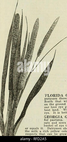 . Samen, die Erfolg haben. Baumschulen, Florida, Tampa, Kataloge, Gemüse, Samen, Kataloge, Blüten, Samen, Kataloge, Gartenarbeit, Ausrüstungen und Zubehör, Kataloge. . Bitte beachten Sie, dass diese Bilder sind von der gescannten Seite Bilder, die digital für die Lesbarkeit verbessert haben mögen - Färbung und Aussehen dieser Abbildungen können nicht perfekt dem Original ähneln. extrahiert. Crenshaw Brüder Seed Company; Henry G. Gilbert Baumschule und Saatgut Handel Katalog Kollektion. Tampa, Fla.: Crenshaw Bros Seed Co. Stockfoto