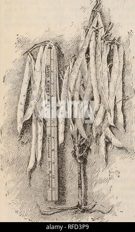 . Jährliche beschreibenden Katalog: Samen & Amp; c. Baumschulen, Massachusetts, Boston, Kataloge, Blüten, Samen, Kataloge, Gemüse, Samen, Kataloge, Gräser, Samen, Kataloge, landwirtschaftliche Geräte, Kataloge; Obst, Kataloge. 18 JOSEPH BRECK &Amp; Söhne (Corporation.) Bohnen - Englisch. Werk bereits im Frühjahr wie der Boden bearbeitet werden kann. Die Zeilen sollten drei Füße auseinander; die Samen in den Zeilen sechs Zoll tief, vier Zentimeter auseinander gesetzt. Wie die Hülsen gebildet, oben die Pflanzen und dadurch vor der Entlüftung zu viel laufen zu Rebe. Breite Windsor, die beste Auswahl für den allgemeinen Gebrauch. Paket., 10 Cents; Quar Stockfoto