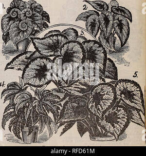 . Feder Katalog: 1902. Baumschulen Missouri Saint Louis Kataloge; Baumschulen (Gartenbau) Missouri Saint Louis Kataloge, Leuchtmittel (Pflanzen) Kataloge Kataloge; Blumen; Gemüse Samen Kataloge; Pflanzen, Zierpflanzen, Obst Kataloge Kataloge. ABUTILONS (oder der Blüte Ahorn) "SAVITZII" - Diese einzigartige Vielfalt ist gut sbown In unserer Abbildung, was eine Vorstellung von seiner bemerkenswerten Auftritt Es ist die auffälligste Dekorative lollage Werk in unserer Sammlung. Gleichermaßen so wertvoll wie Palmen, Orotons oder Dracaenas. Es widersteht den heißesten Sonne prächtig, und gedeiht auch in schattigen Situati Stockfoto