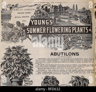 . Feder Katalog: 1902. Baumschulen Missouri Saint Louis Kataloge; Baumschulen (Gartenbau) Missouri Saint Louis Kataloge, Leuchtmittel (Pflanzen) Kataloge Kataloge; Blumen; Gemüse Samen Kataloge; Pflanzen, Zierpflanzen, Obst Kataloge Kataloge. ABUTILONS (oder der Blüte Ahorn) "SAVITZII" - Diese einzigartige Vielfalt ist gut sbown In unserer Abbildung, was eine Vorstellung von seiner bemerkenswerten Auftritt Es ist die auffälligste Dekorative lollage Werk in unserer Sammlung. Gleichermaßen so wertvoll wie Palmen, Orotons oder Dracaenas. Es widersteht den heißesten Sonne prächtig, und gedeiht auch in schattigen Situati Stockfoto