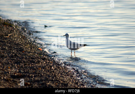 Eine Möwe am Ufer des Flusses Kiesel, steht im Wasser. Das Bild wurde in der Tageszeit, an einem warmen Herbstabend. Stockfoto