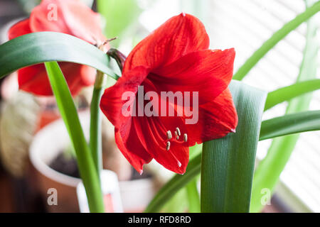 Beständige Blumen in einem Blumentopf oder Garten Stockfoto