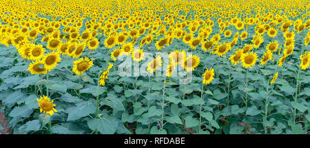 Der Panoramablick Sonnenblumen Felder mit blühenden Blumen wie die Sonne scheint in ökologischen Betrieben Stockfoto