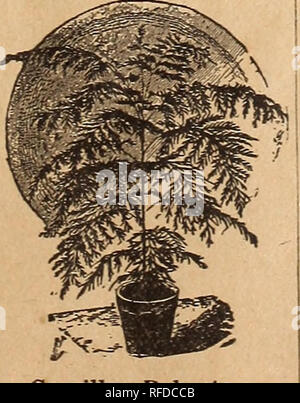 . Moore und Simon same Buyers Guide und Großhandel Preisliste: Gärtner, Floristen und andere große Käufer. Baumschulen Pennsylvania Philadelphia Kataloge; Gemüse; Blumen Samen Samen Kataloge Kataloge; landwirtschaftliche Arbeitsgeräte Kataloge. . Bitte beachten Sie, dass diese Bilder sind von der gescannten Seite Bilder, die digital für die Lesbarkeit verbessert haben mögen - Färbung und Aussehen dieser Abbildungen können nicht perfekt dem Original ähneln. extrahiert. Moore & Amp; Simon (Philadelphia, Pa); Henry G. Gilbert Baumschule und Saatgut Handel Katalog Kollektion. Philadelphia, Pa: Moore Stockfoto
