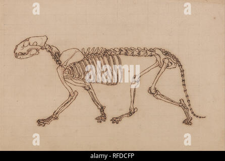 Eine vergleichende anatomische Darstellung der Struktur des menschlichen Körpers mit einem Tiger und einem gemeinsamen Geflügel: Tiger Skelett, Seitenansicht. Datum/Zeitraum: 1795 bis 1806. Zeichnung. Pen mit eisengallustinte Tinte, Graphit und Rote Kreide auf dünnen, leicht strukturierte, Creme webte Papier in Graphit für die Übertragung im Quadrat; auf Creme, mäßig dick, mäßig strukturiertem, webten Papier. Höhe: 279 mm (10.98 in); Breite: 419 mm (16,49 in). Autor: George Stubbs. Stockfoto