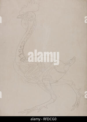 Eine vergleichende anatomische Darstellung der Struktur des menschlichen Körpers mit einem Tiger und einem gemeinsamen Geflügel: Geflügel Skelett, Seitenansicht. Datum/Zeitraum: 1795 bis 1806. Zeichnung. Graphit auf dünne, leicht strukturierte, Creme webte Papier. Höhe: 514 mm (20,23 in); Breite: 391 mm (15.39 in). Autor: George Stubbs. Stockfoto