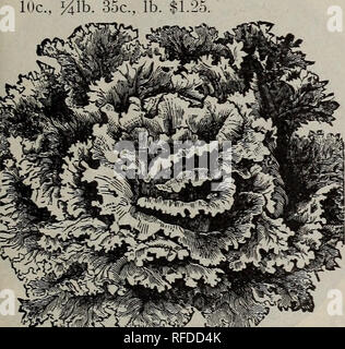 . Frühjahr 1902. Baumschulen Ohio Painesville Kataloge; Gemüse Samen Kataloge Kataloge; Lampen; Blumen (Pflanzen) Kataloge; Pflanzen, Zierpflanzen, Obst Kataloge Kataloge; Bäume Sämlinge Kataloge. Verbesserte Hanson. • Verbesserte HansonâThe Köpfe sind sehr groß, der schönen Form, Deliriously süß, zart und knackig, auch die äußeren Blätter; Farbe grün außen und weiß innerhalb; frei von bitteren oder un-angenehmen Geschmack. Einen Mittelweg zwischen der Lose-leaved Sorten und der Kohl Art. Pkt. 5c, oz.v - 1 Die DeaconâAn ausgezeichnete Auswahl, sowohl für die frühe Verwendung und für den Sommer. Es bildet feste Köpfe, Stockfoto