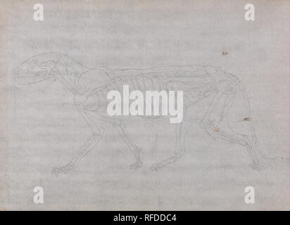 Eine vergleichende anatomische Darstellung der Struktur des menschlichen Körpers mit einem Tiger und einem gemeinsamen Geflügel: Tiger Körper, Seitenansicht. Datum/Zeitraum: 1795 bis 1806. Zeichnung. Graphit auf dünne, leicht strukturierte, Creme webte Papier. Höhe: 400 mm (15,74 in); Breite: 540 mm (21.25 in). Autor: George Stubbs. Stockfoto