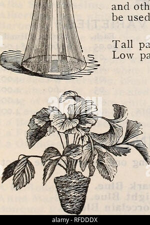 . Herbst 1902: Blumenzwiebeln, Pflanzen, etc.. Baumschulen (Gartenbau) Massachusetts Boston Kataloge; Obst Sämlinge Kataloge; Glühlampen (Pflanzen) Kataloge; Blumen Samen Kataloge; Pflanzen, Zierpflanzen Kataloge; Gartengeräte und Zubehör Kataloge. #1902^ Porto. Wird durch uns zu allen Punkten in den Vereinigten Staaten über alle Lampen an Einzel- und Dutzend Preise in diesem Katalog angegebenen bezahlt, sofern nicht anders angegeben. Unsere Glühbirnen. Sind von höchster Qualität, direkt von den besten Züchtern in England, Frankreich und Holland importiert. Nichts besser sind in diesem Land verkauft. Rücküberweisungen. Auf unsere Gefahr, die in dem Entwurf vorgenommen werden, Zahlungsanweisung Stockfoto