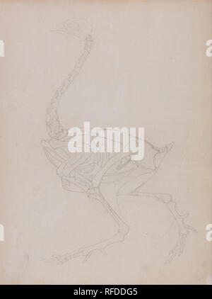 Eine vergleichende anatomische Darstellung der Struktur des menschlichen Körpers mit einem Tiger und einem gemeinsamen Geflügel: Geflügel Körper, Seitenansicht. Datum/Zeitraum: 1795 bis 1806. Zeichnung. Graphit auf dünne, leicht strukturierte, Creme webte Papier. Höhe: 540 mm (21.25 in); Breite: 406 mm (15.98 in). Autor: George Stubbs. Stockfoto