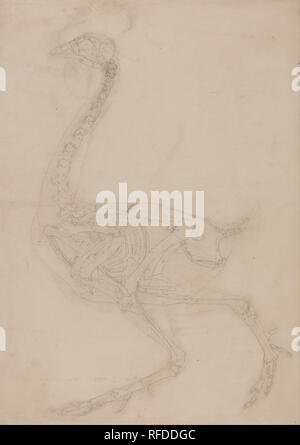 Eine vergleichende anatomische Darstellung der Struktur des menschlichen Körpers mit einem Tiger und einem gemeinsamen Geflügel: Geflügel Skelett, Seitenansicht. Datum/Zeitraum: 1795 bis 1806. Zeichnung. Graphit auf Medium, leicht strukturierte, Creme webte Papier. Höhe: 521 mm (20,51 in); Breite: 362 mm (14.25 in). Autor: George Stubbs. Stockfoto