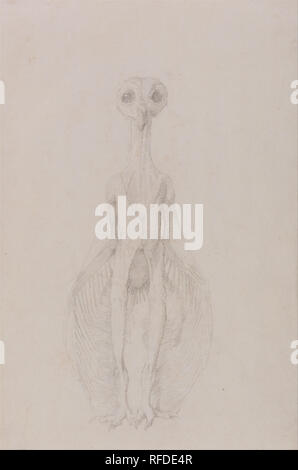 Eine vergleichende anatomische Darstellung der Struktur des menschlichen Körpers mit einem Tiger und einem gemeinsamen Geflügel: Eule stehend, anteriore Ansicht. Datum/Zeitraum: 1795 bis 1806. Zeichnung. Graphit auf dünne, leicht strukturierte, Creme webte Papier. Höhe: 394 mm (15,51 in); Breite: 267 mm (10.51 in). Autor: George Stubbs. Stockfoto